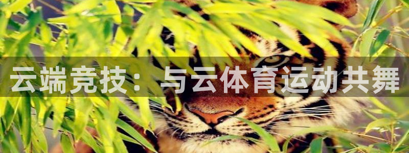 MK体育官网下载平台是正规平台吗安全吗：云端竞技：与